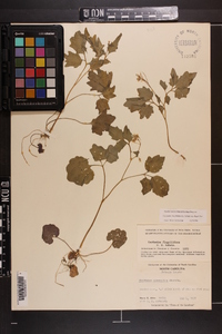 Cardamine flagellifera image