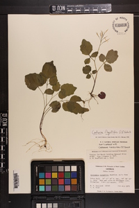 Cardamine flagellifera image