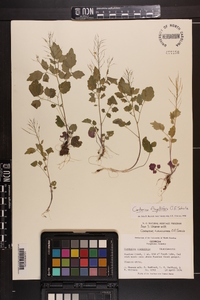 Cardamine flagellifera image