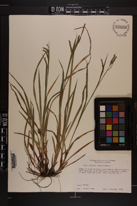 Carex oxylepis image