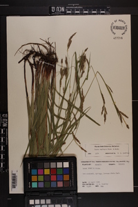 Carex oxylepis image