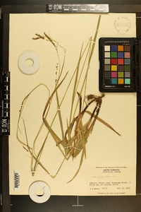 Carex oxylepis image