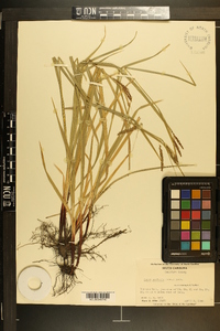 Carex oxylepis image