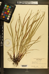 Carex oxylepis image