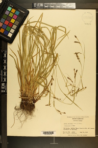 Carex oxylepis image