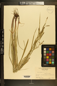 Carex oxylepis image