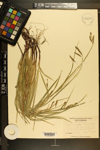 Carex oxylepis image