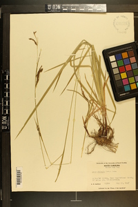 Carex oxylepis image