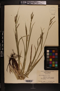 Carex oxylepis image