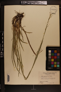 Carex oxylepis image