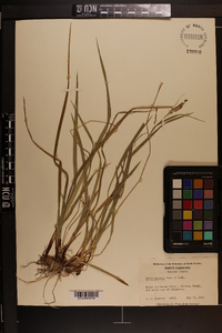 Carex oxylepis image