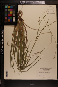 Carex oxylepis image