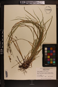 Carex oxylepis image