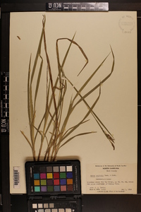 Carex oxylepis image