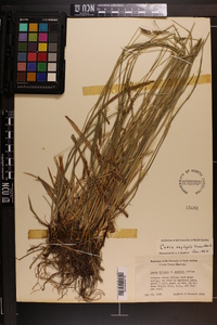 Carex oxylepis image