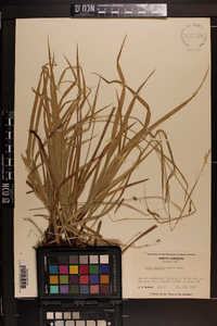 Carex oxylepis image