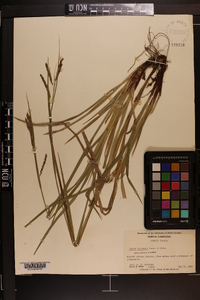 Carex oxylepis image