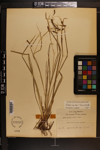 Carex venusta image