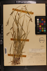 Carex oxylepis image