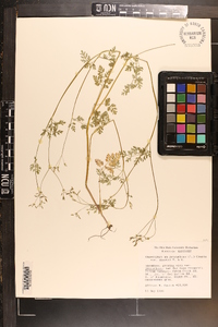 Chaerophyllum procumbens image