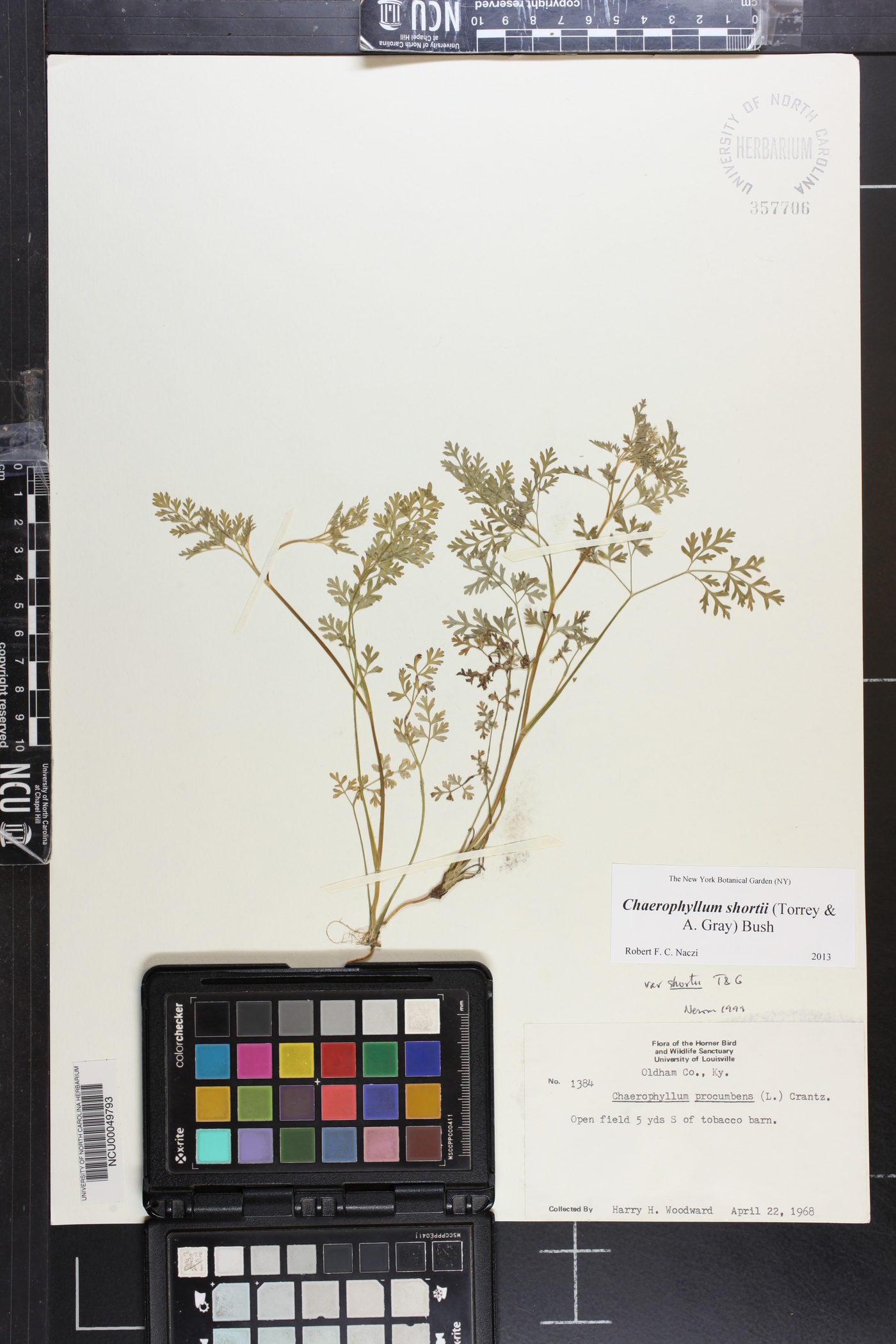 Chaerophyllum procumbens var. shortii image