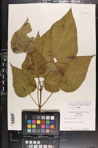 Catalpa bignonioides image