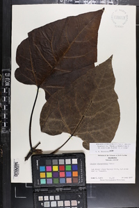 Catalpa bignonioides image