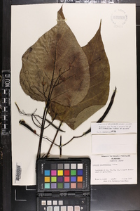 Catalpa bignonioides image