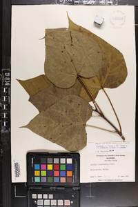 Catalpa bignonioides image