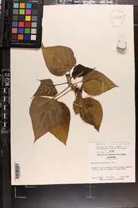 Catalpa bignonioides image