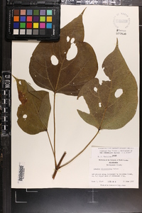 Catalpa bignonioides image