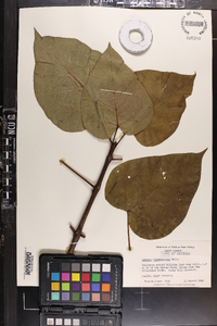 Catalpa bignonioides image