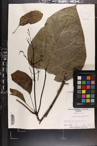 Catalpa bignonioides image