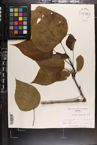 Catalpa bignonioides image