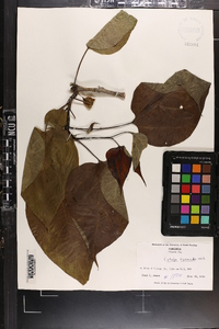 Catalpa bignonioides image