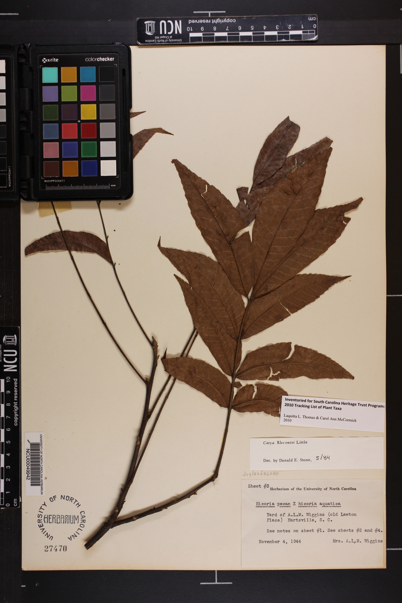 Carya x lecontei image