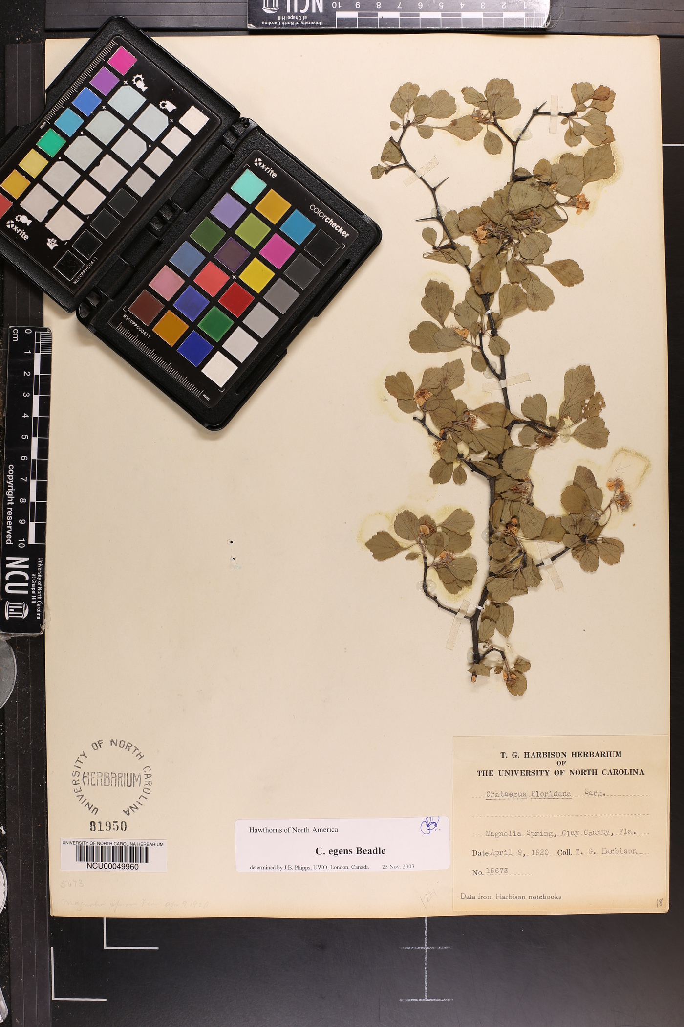 Crataegus egens image