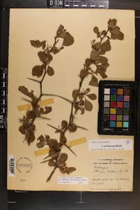 Crataegus alabamensis image