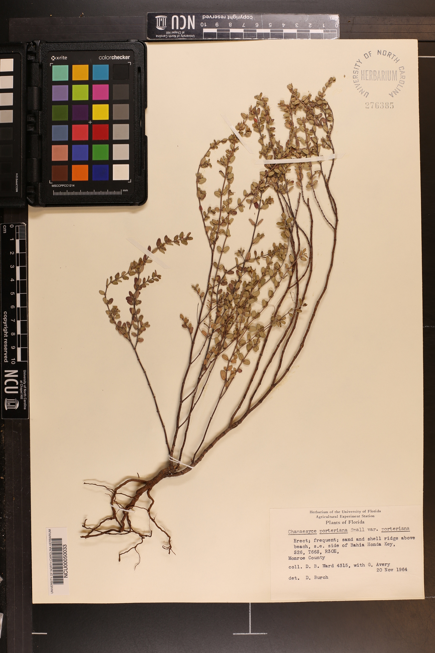 Chamaesyce porteriana image