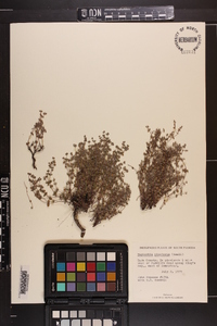 Chamaesyce deltoidea subsp. pinetorum image
