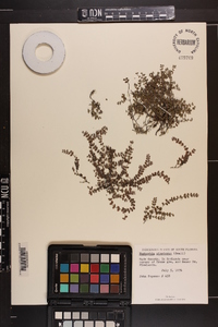 Chamaesyce deltoidea subsp. pinetorum image