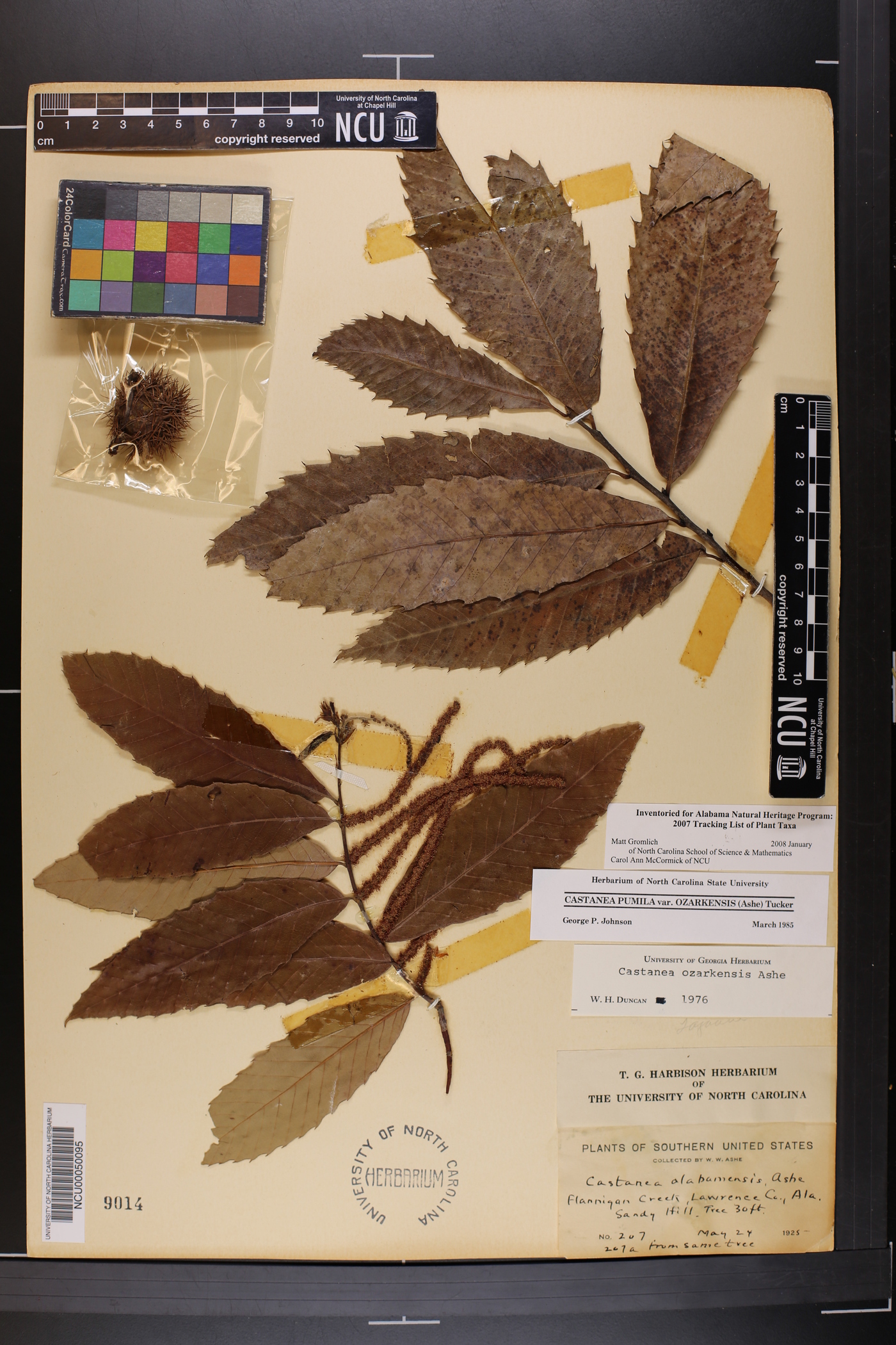 Castanea alabamensis image