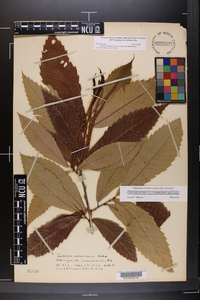 Castanea alabamensis image