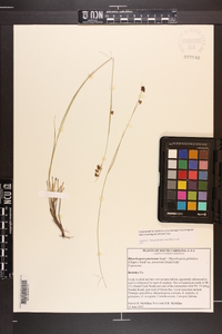 Rhynchospora pinetorum image