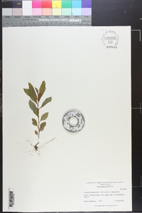 Erechtites hieraciifolius var. hieraciifolius image