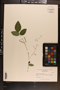 Desmodium glabellum image