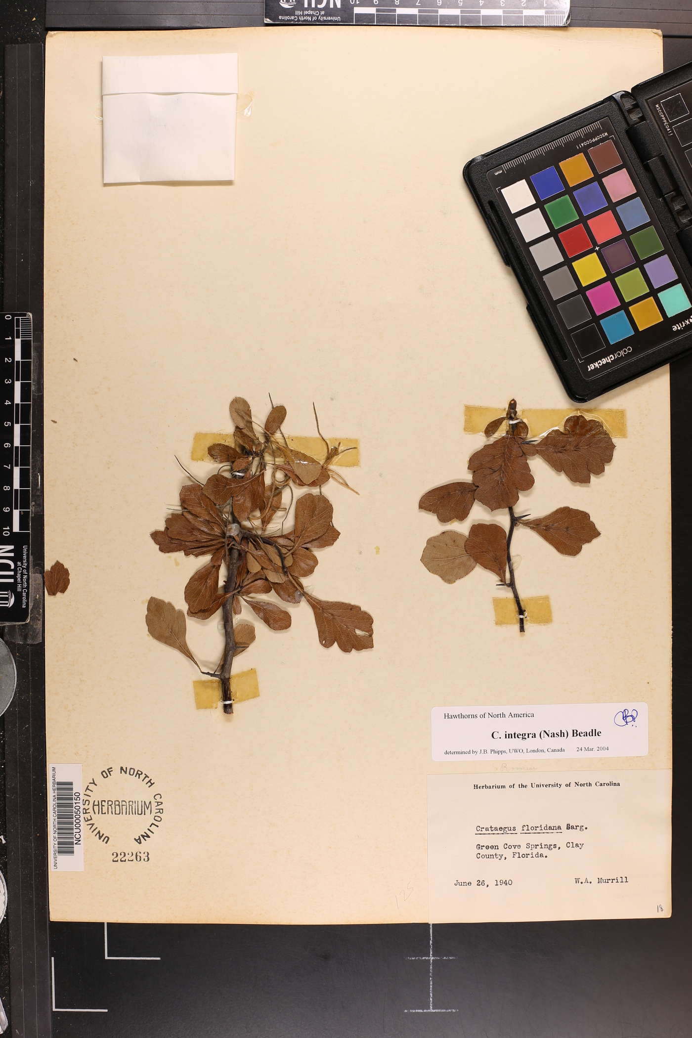 Crataegus integra image