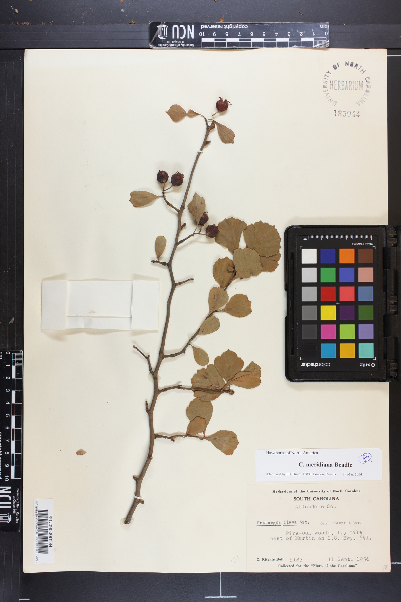 Crataegus meridiana image