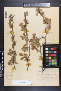 Crataegus inops image