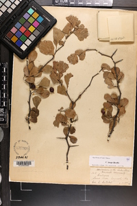 Crataegus inops image